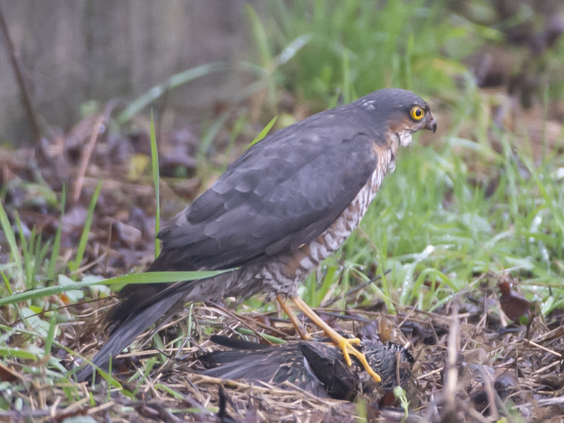 Sparviere  (Accipiter nisus), maschio
